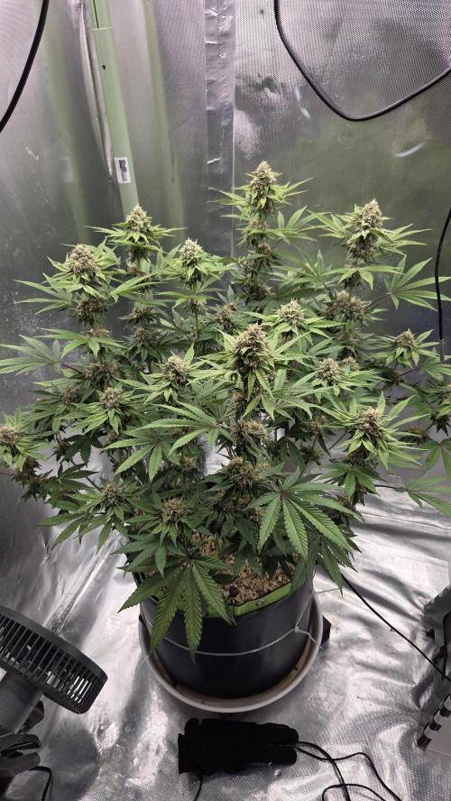 Sensis Cherry Strudel. Week 11 - Tag 84
Blütetag 42