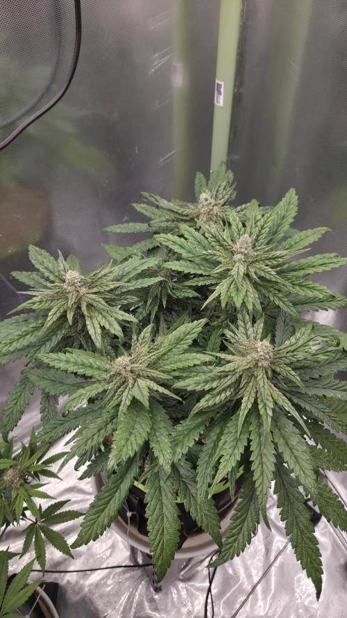 Lazyboyseeds Baked in Hossegor. Week 12 - Tag 87
Blütetag 42