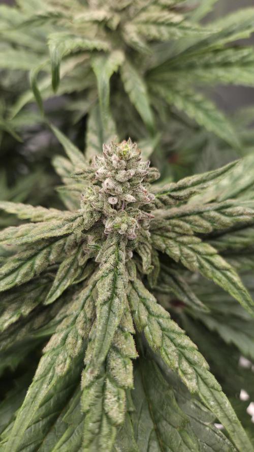 Lazyboyseeds Baked in Hossegor. Week 12 - Tag 87
Blütetag 42