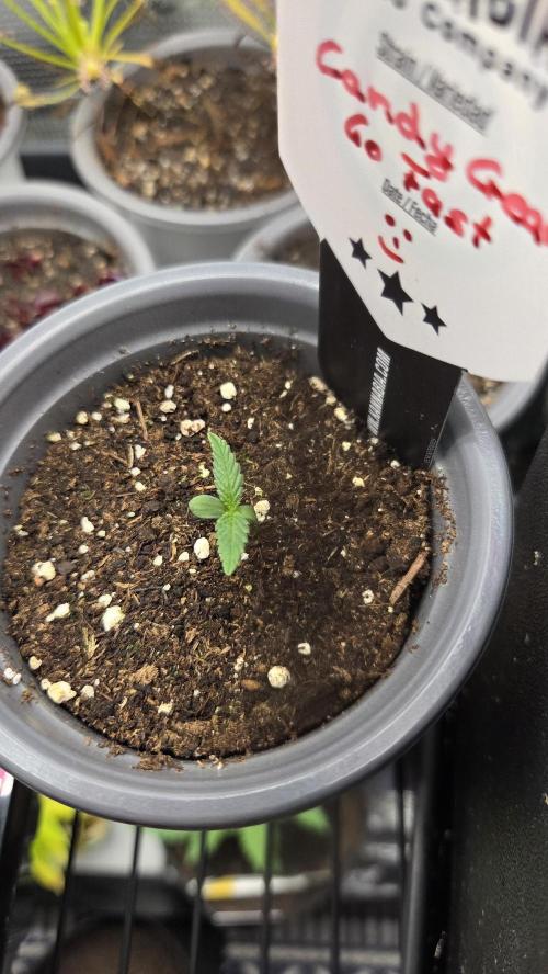 Kannabia Candy Cream Go Fast. Week 1 - Tag 8