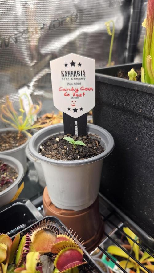 Kannabia Candy Cream Go Fast. Week 1 - Tag 9