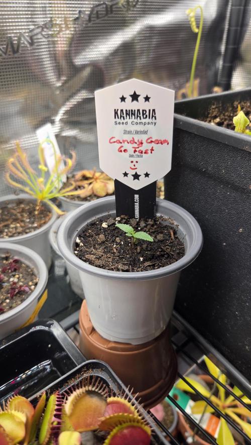 Kannabia Candy Cream Go Fast. Week 1 - Tag 9