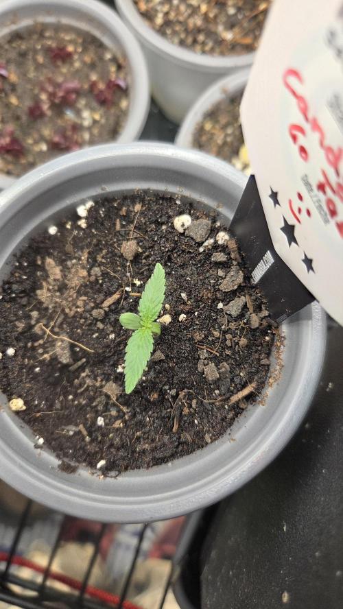 Kannabia Candy Cream Go Fast. Week 1 - Tag 9
