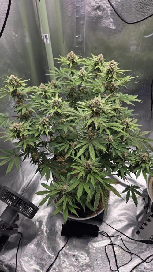 Sensis Cherry Strudel. Week 12 - Tag 85
Blütetag 43