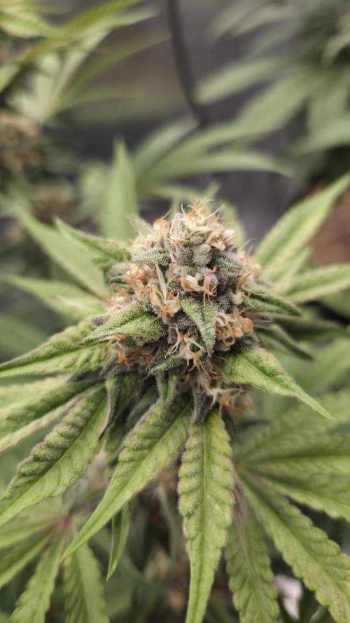 Sensis Cherry Strudel. Week 12 - Tag 85
Blütetag 43