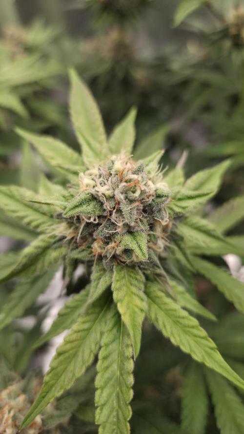 Sensis Cherry Strudel. Week 12 - Tag 85
Blütetag 43