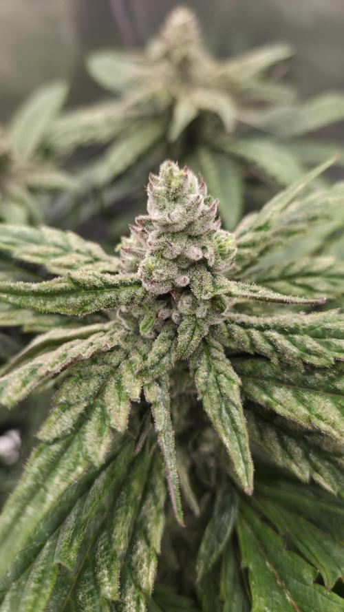Lazyboyseeds Baked in Hossegor. Week 12 - Tag 88
Blütetag 43