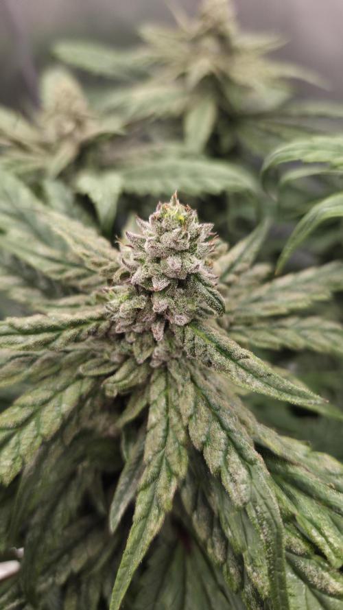 Lazyboyseeds Baked in Hossegor. Week 12 - Tag 88
Blütetag 43