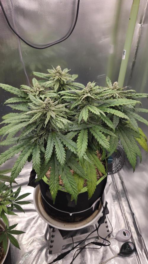 Lazyboyseeds Baked in Hossegor. Week 12 - Tag 88
Blütetag 43