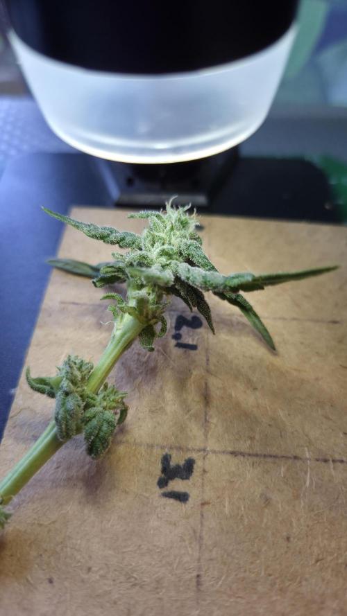 Lazyboyseeds Baked in Hossegor. Week 12 - Tag 88
Blütetag 43