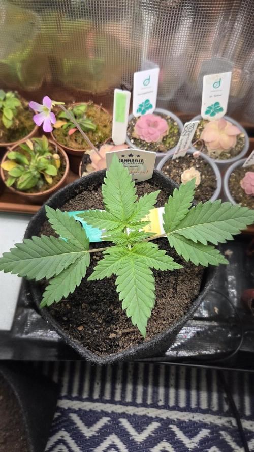 Kannabia Sunset Sherbet Go Fast. Week 2 - Tag 19