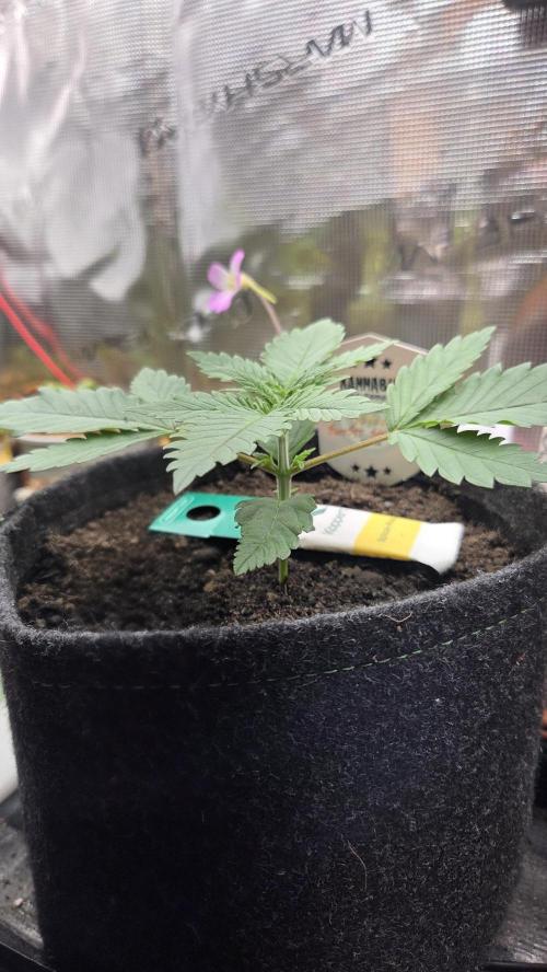 Kannabia Sunset Sherbet Go Fast. Week 2 - Tag 19