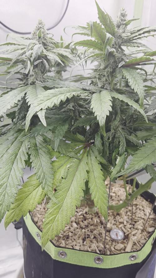 Lazyboyseeds Baked in Hossegor