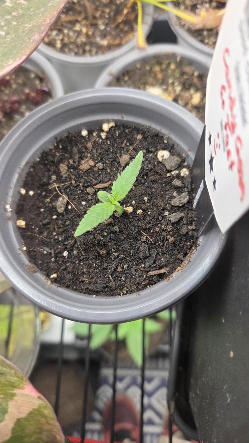 Kannabia Candy Cream Go Fast. Week 1 - Tag 10