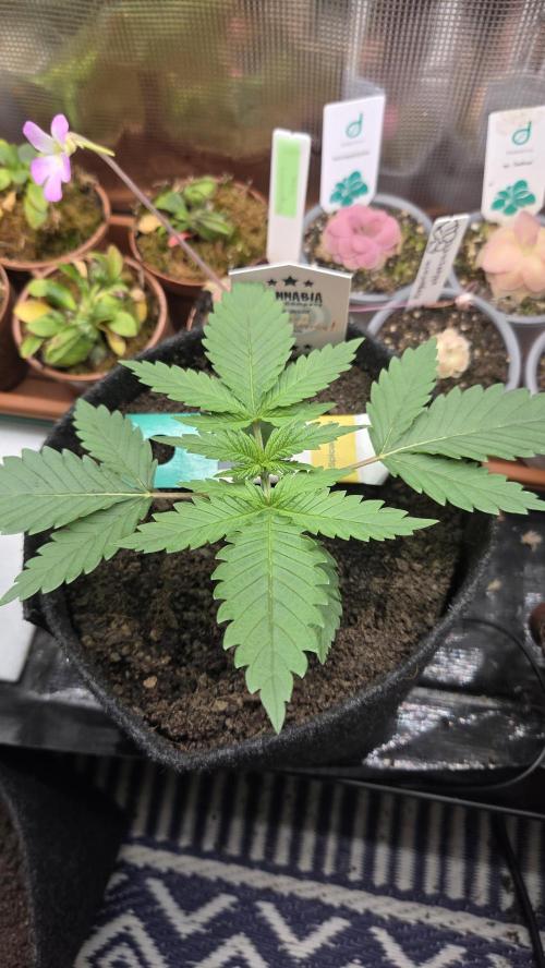 Kannabia Sunset Sherbet Go Fast. Week 2 - Tag 20