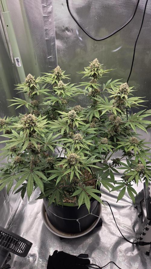 Sensis Cherry Strudel. Week 12 - Tag 86
Blütetag 44