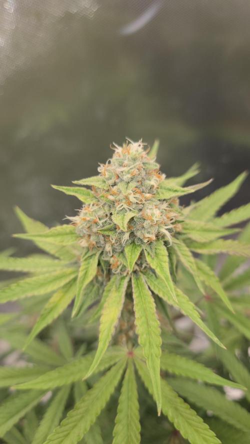 Sensis Cherry Strudel. Week 12 - Tag 86
Blütetag 44