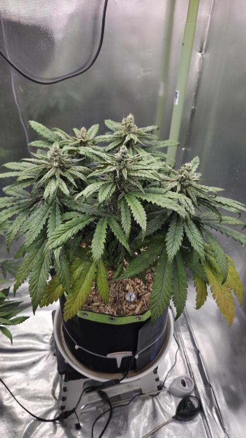 Lazyboyseeds Baked in Hossegor. Week 12 - Tag 90
Blütetag 45