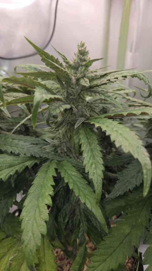 Lazyboyseeds Baked in Hossegor. Week 12 - Tag 90
Blütetag 45