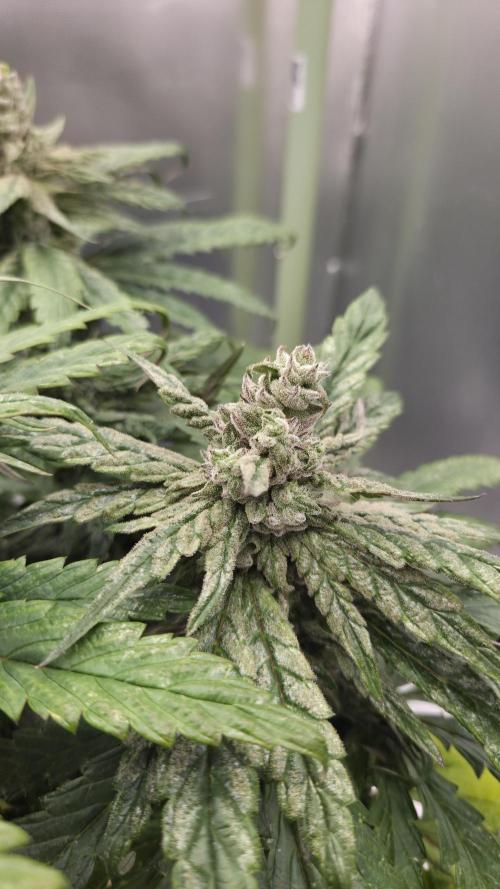 Lazyboyseeds Baked in Hossegor. Week 12 - Tag 90
Blütetag 45