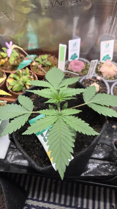 Kannabia Sunset Sherbet Go Fast. Week 2 - Tag 21