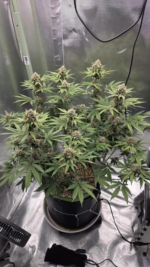 Sensis Cherry Strudel. Week 12 - Tag 87
Blütetag 45