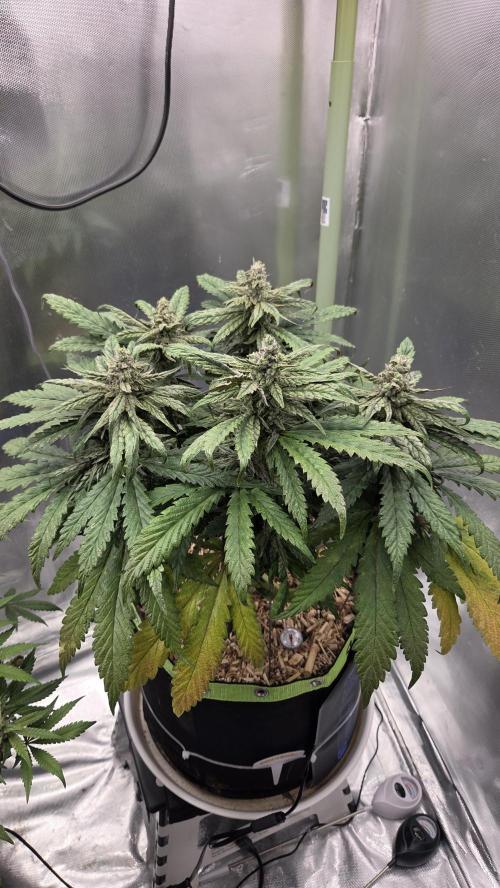 Lazyboyseeds Baked in Hossegor. Week 12 - Tag 91
Blütetag 46