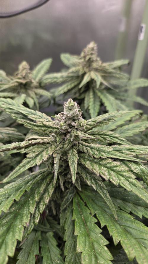 Lazyboyseeds Baked in Hossegor. Week 12 - Tag 91
Blütetag 46