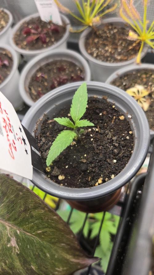 Kannabia Candy Cream Go Fast. Week 1 - Tag 13