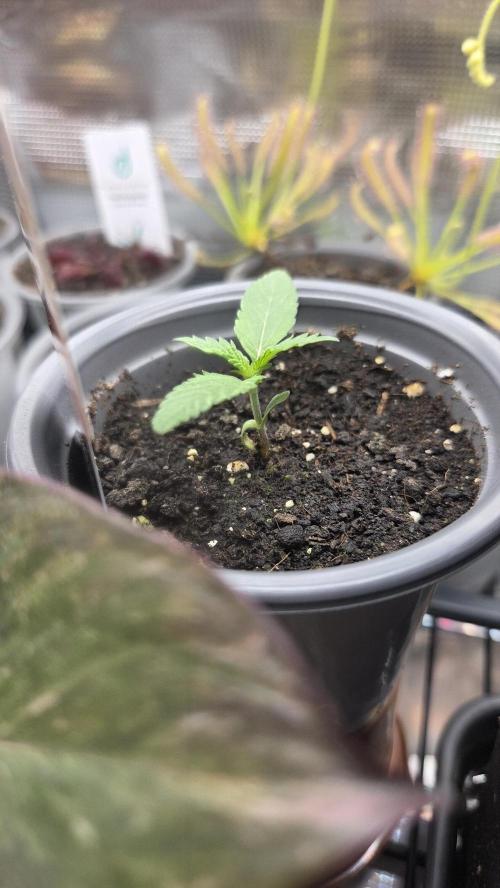 Kannabia Candy Cream Go Fast. Week 1 - Tag 13