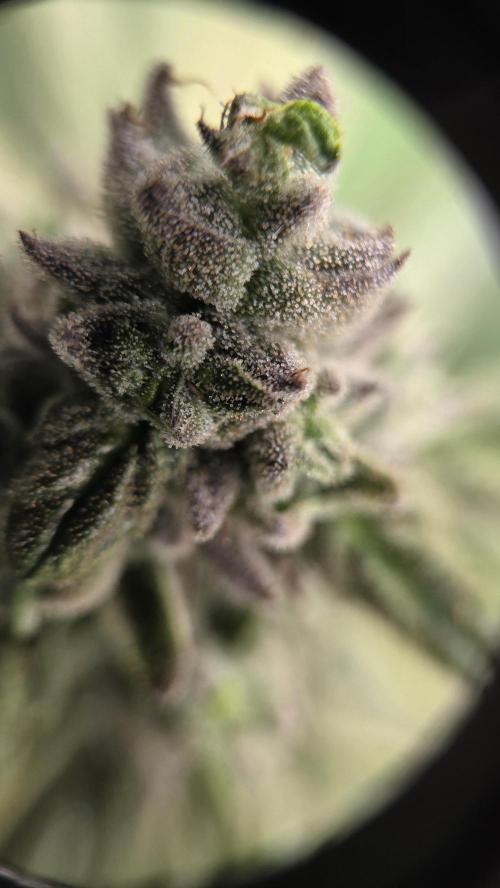 Lazyboyseeds Baked in Hossegor. Week 13 - Tag 93
Blütetag 48