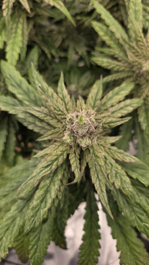 Lazyboyseeds Baked in Hossegor. Week 13 - Tag 93
Blütetag 48