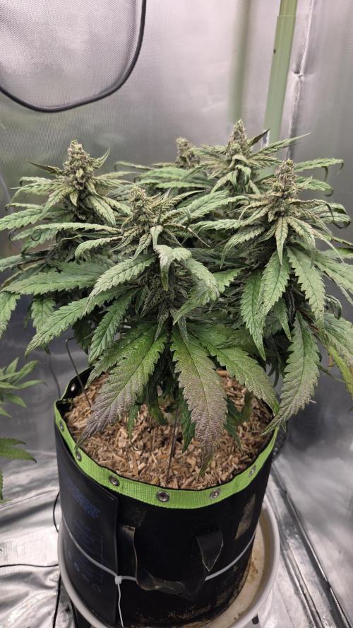 Lazyboyseeds Baked in Hossegor. Week 13 - Tag 93
Blütetag 48