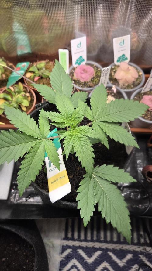 Kannabia Sunset Sherbet Go Fast. Week 3 - Tag 22