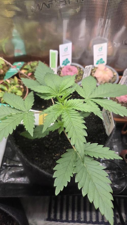 Kannabia Sunset Sherbet Go Fast. Week 3 - Tag 23