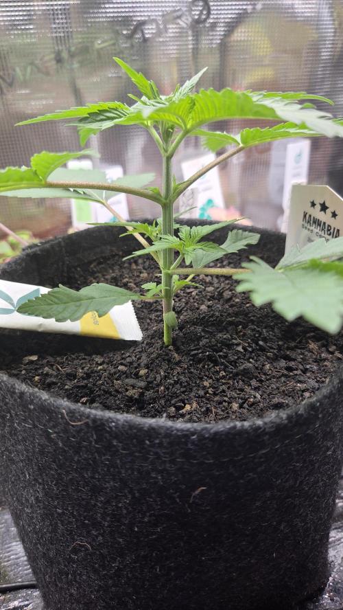 Kannabia Sunset Sherbet Go Fast. Week 3 - Tag 23