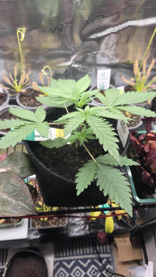 Kannabia Sunset Sherbet Go Fast. Week 3 - Tag 24