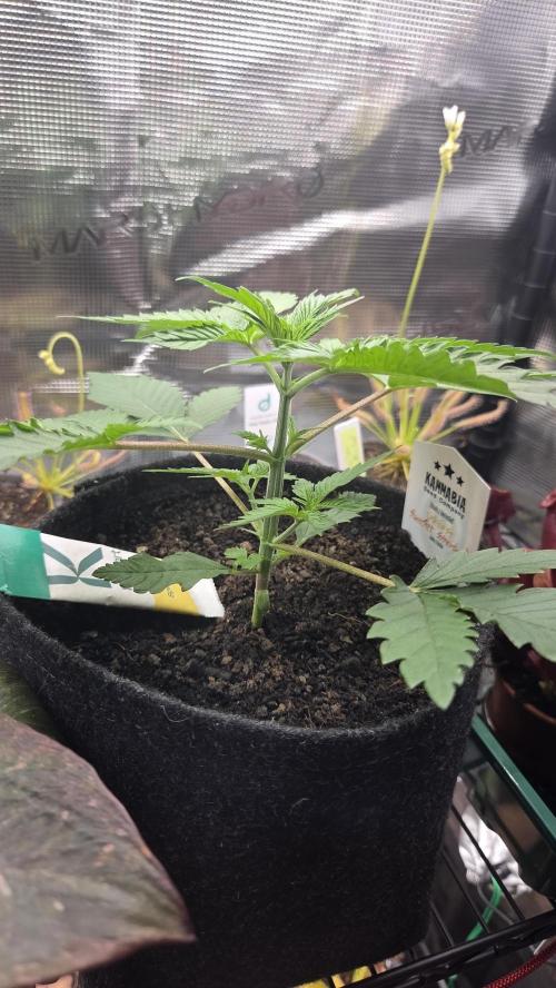 Kannabia Sunset Sherbet Go Fast. Week 3 - Tag 24