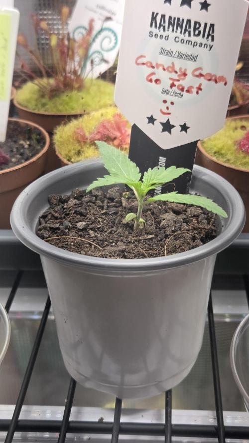 Kannabia Candy Cream Go Fast. Week 1 - Tag 14
