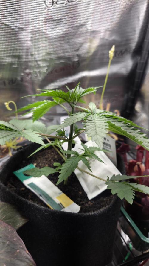Kannabia Sunset Sherbet Go Fast. Week 3 - Tag 25