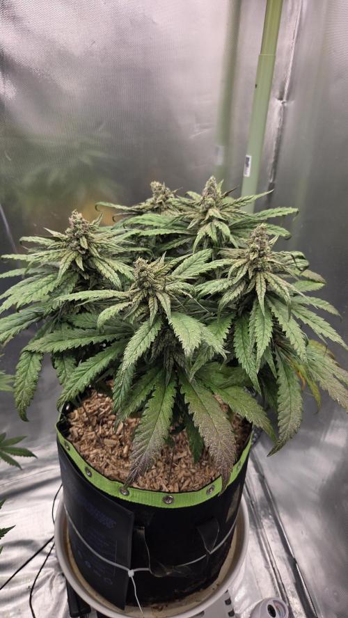Lazyboyseeds Baked in Hossegor. Week 13 - Tag 94
Blütetag 49