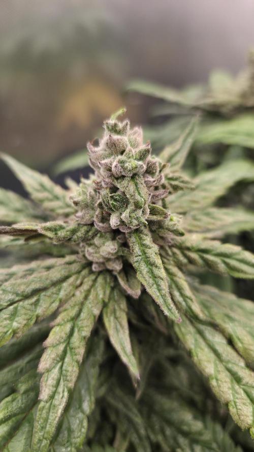 Lazyboyseeds Baked in Hossegor. Week 13 - Tag 94
Blütetag 49