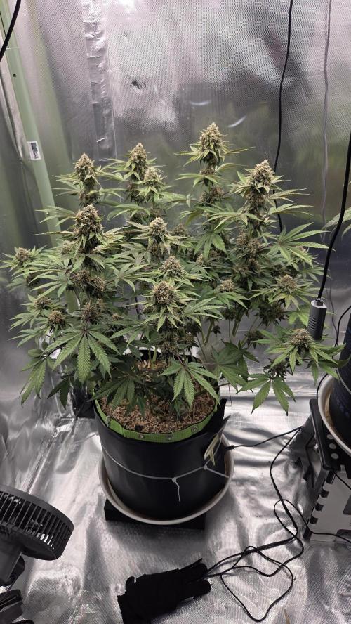 Sensis Cherry Strudel. Week 12 - Tag 90
Blütetag 48