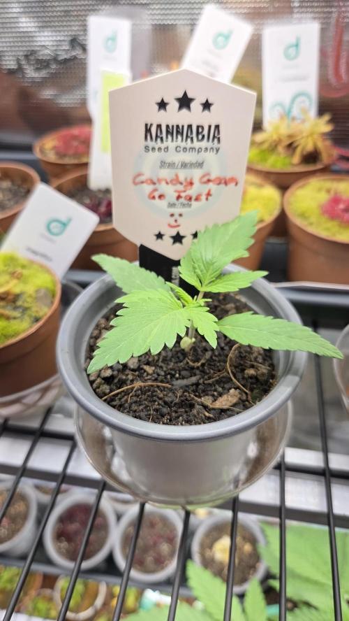Kannabia Candy Cream Go Fast. Week 2 - Tag 16