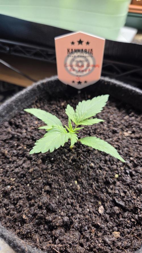 Kannabia Candy Cream Go Fast. Week 2 - Tag 16