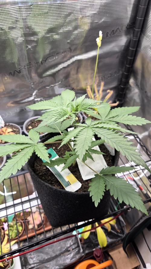 Kannabia Sunset Sherbet Go Fast. Week 3 - Tag 26