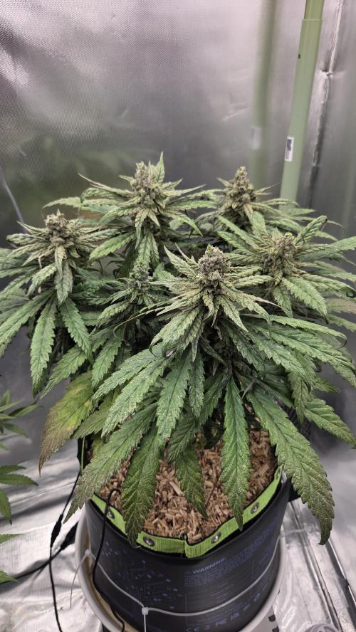 Lazyboyseeds Baked in Hossegor. Week 13 - Tag 95
Blütetag 50