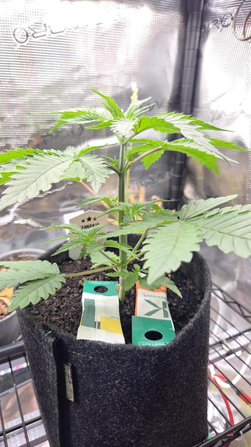 Kannabia Sunset Sherbet Go Fast. Week 3 - Tag 27