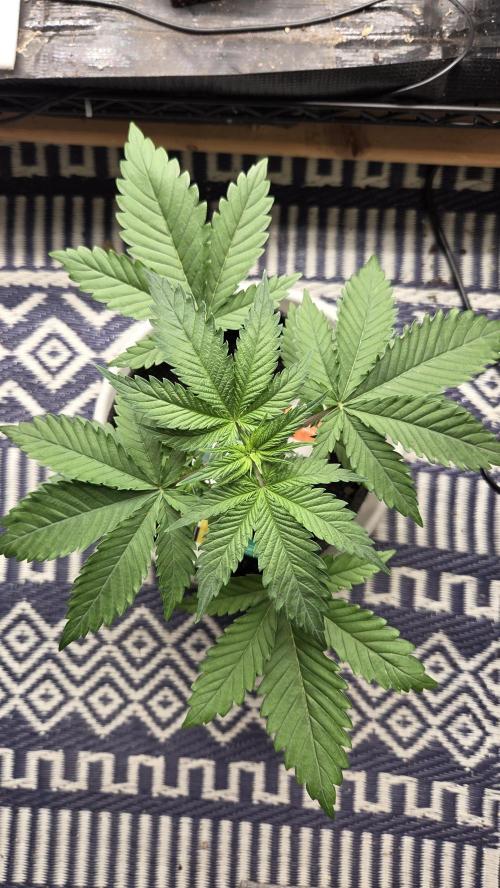 Kannabia Sunset Sherbet Go Fast. Week 3 - Tag 27