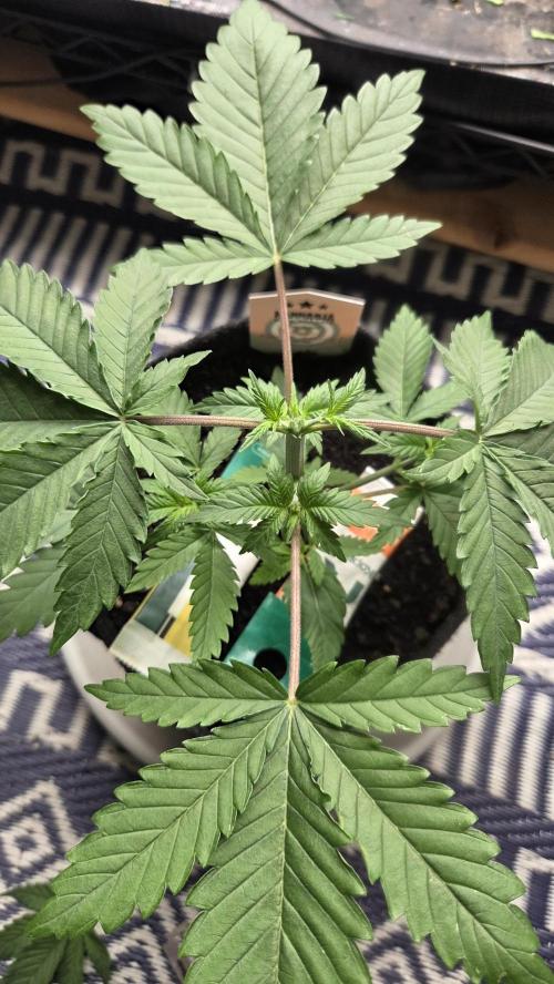 Kannabia Sunset Sherbet Go Fast. Week 3 - Tag 27